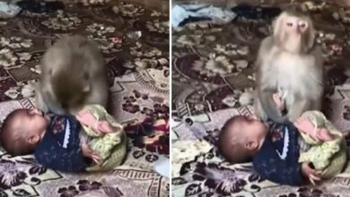 Photo of मुजफ्फरनगर में दिल दहला देने वाली घटना