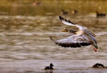 Photo of अलीगढ़ स्थित शेखा झील पक्षी अभयारण्य भारत का 99वां रामसर स्थल घोषित