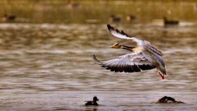 Photo of अलीगढ़ स्थित शेखा झील पक्षी अभयारण्य भारत का 99वां रामसर स्थल घोषित