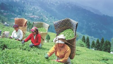Photo of भारत के चाय के आयात के नए नियम से प्रभावित होंगे नेपाली निर्यातक