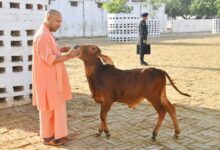 Photo of जनभागीदारी से मिलेगा निराश्रित गोवंश को सहारा