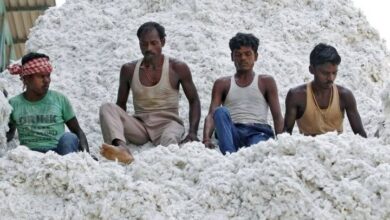 Photo of केंद्र सरकार ने कपास उत्पादकता मिशन को दी मंजूरी : जानिए मुख्य बातें