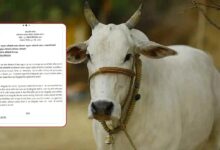Photo of ‘गायों के लिए भूसा दान करें टीचर, नहीं तो…’ बरेली में शिक्षा विभाग का लेटर वायरल, शिक्षकों में नाराजगी